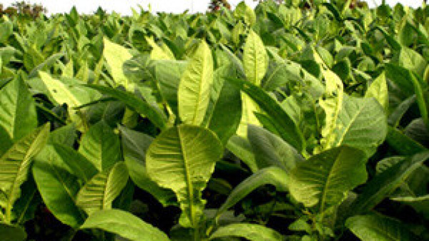 Hrvatski duhani suše duhan biomasom