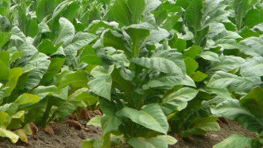 Tuča odnijela 1000 tona duhana