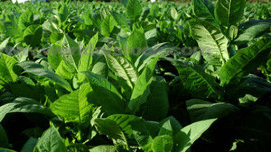 Tuča uništila duhan vrijedan 26 milijuna kuna