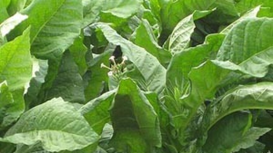 Otkupljeno duhana za 100 milijuna kuna