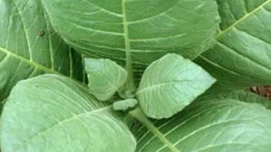 Preko 10 tisuća tona kvalitetnog duhana donijet će 160 milijuna kuna