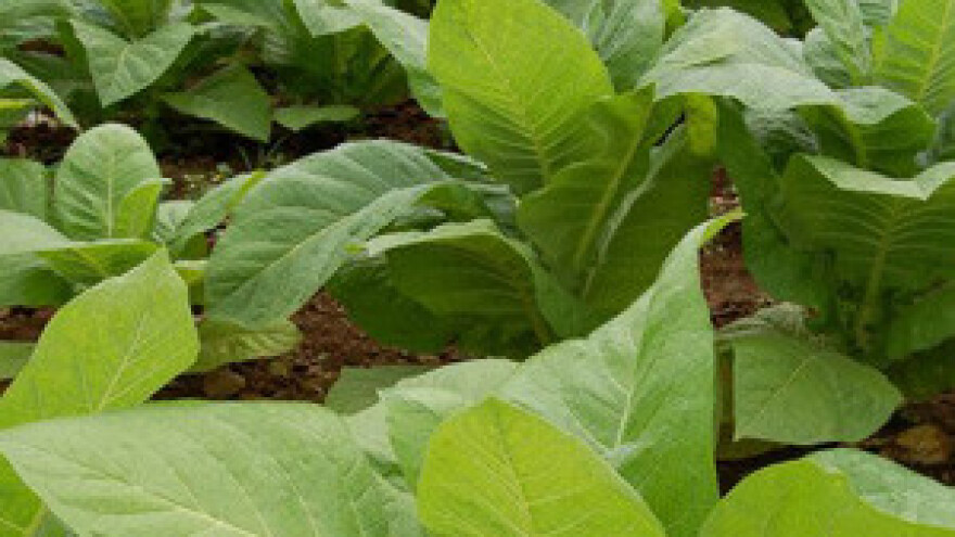 Konferencija Europske asocijacije za duhanska istraživanja i eksperimente