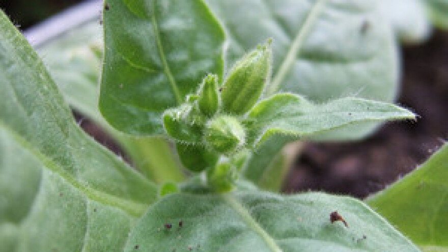 Visoke temperature ubrzale berbu duhana