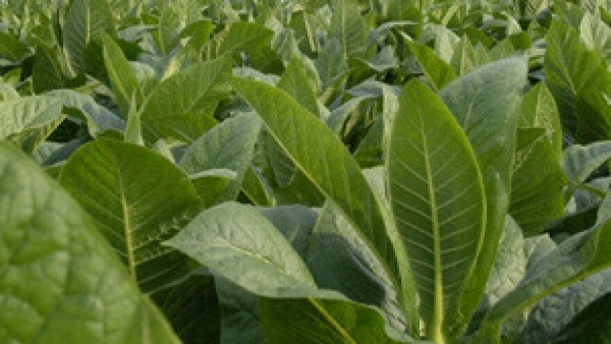 Boić: Neki se navodnjavanju duhana čude kao pile glisti