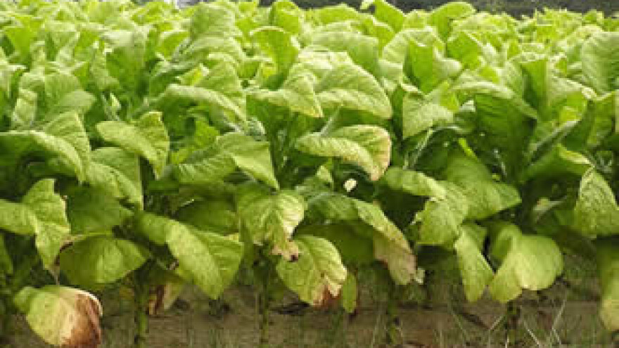 Duhan je jedina svijetla točka hrvatske poljoprivrede