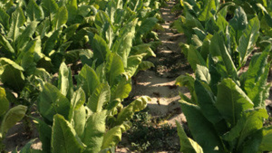 Suša ugrožava urod duhana