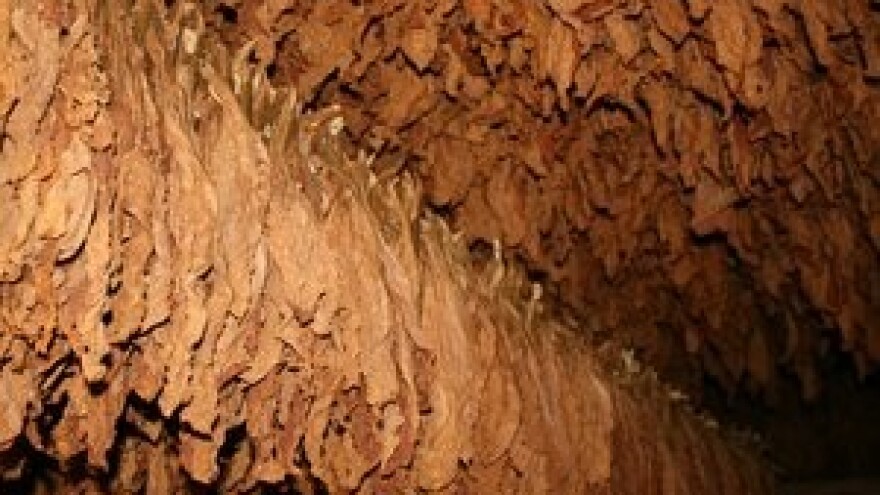 Isplata poticaja za duhan