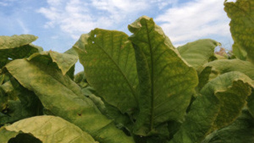 Duhan je u ekstremno sušnoj godini dobro podnio stresove