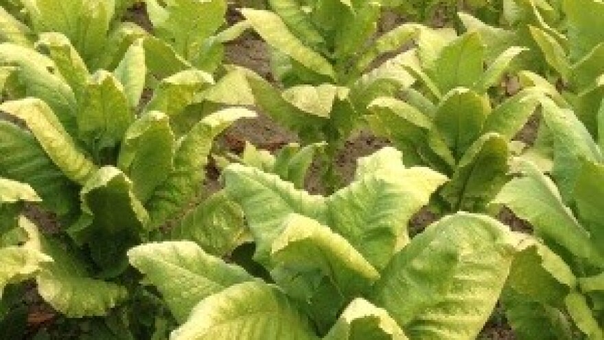 Isplativ uzgoj duhana