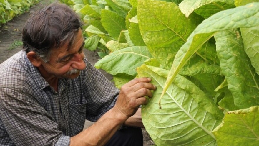 Započele berbe duhana