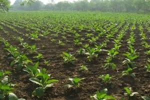 Otkupna cijena duhana u prosjeku 10,90kn/kg