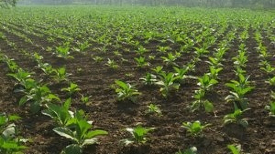 Otkupna cijena duhana u prosjeku 10,90kn/kg