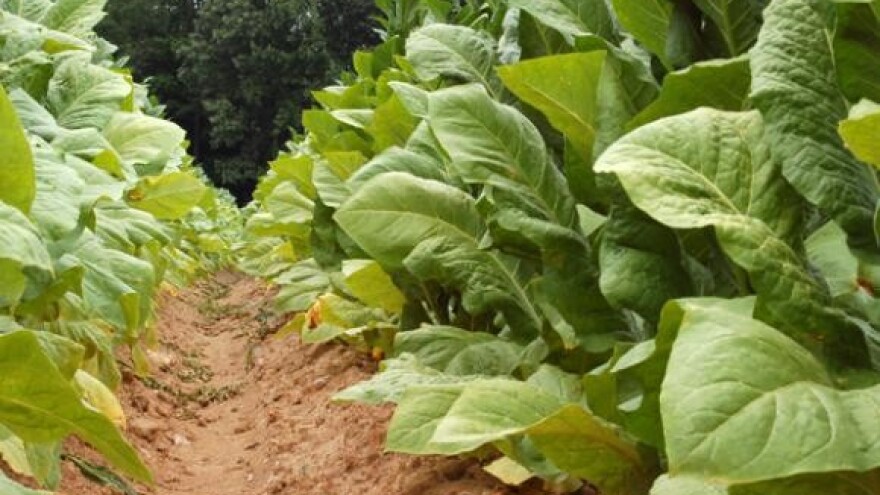 Proizvođači duhana ostali bez poticaja