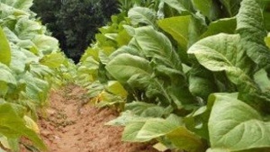 Petina uroda duhana uništena mrazom