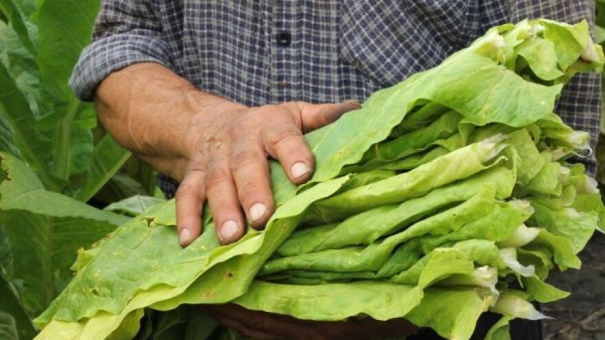 Proizvodnja duhana - jesmo li popušili?