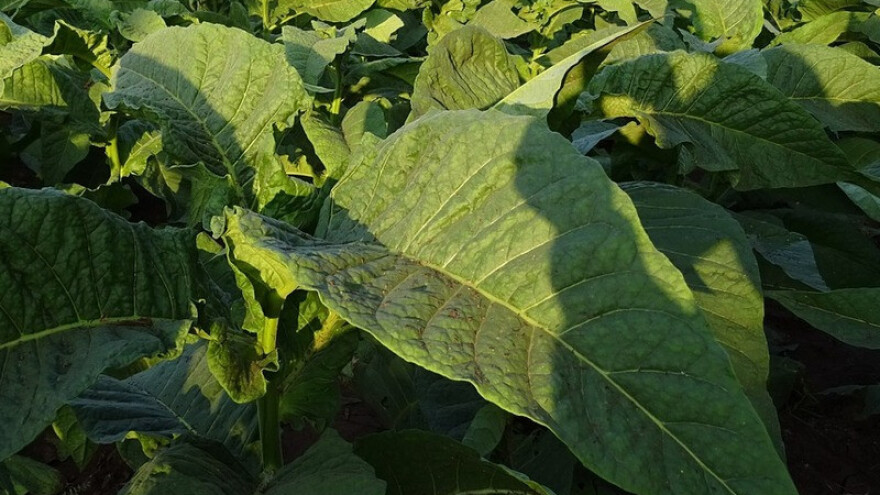 Treba revitalizirati hercegovački tip duhana