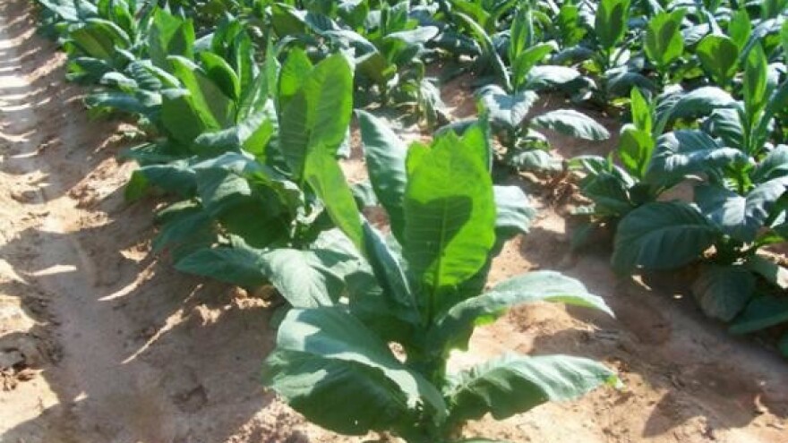 U 'Agroduhanu' više duhana nego lani