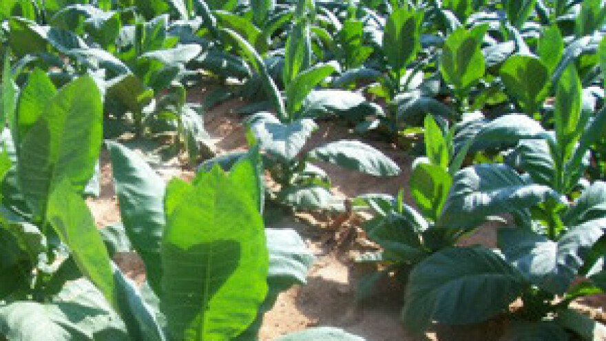 Duhana više nego prošle godine