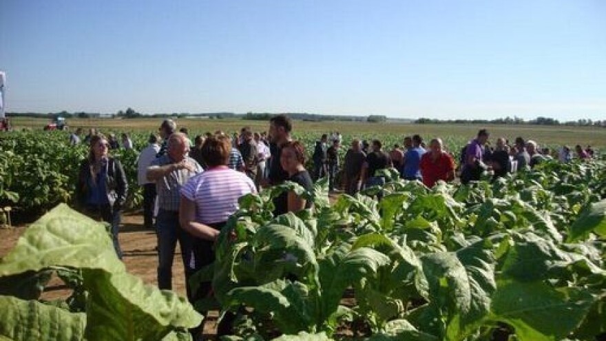 Dani polja virginijskog duhana u Virovitici