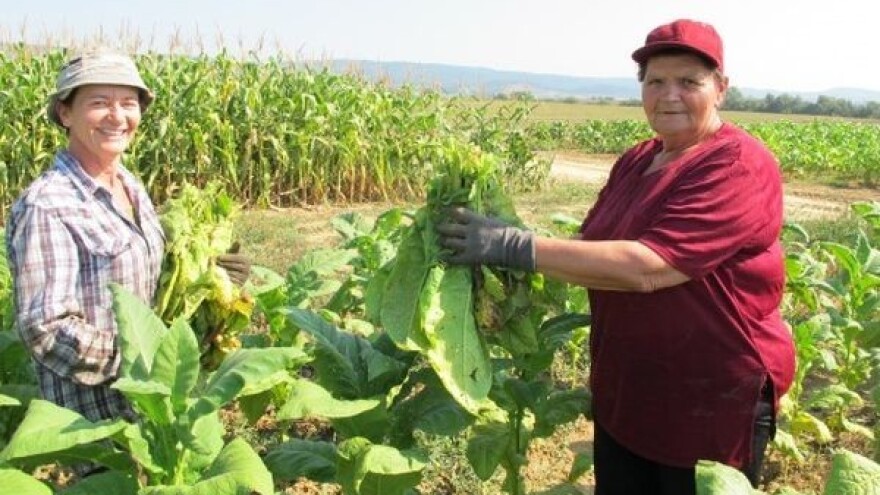 Proizvođačima duhana 200 solarnih sušnica