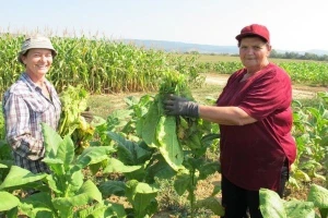 Edukacija proizvođača duhana o solarnim sušnicama
