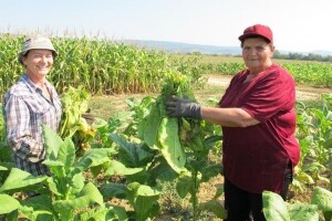 Edukacija proizvođača duhana o solarnim sušnicama