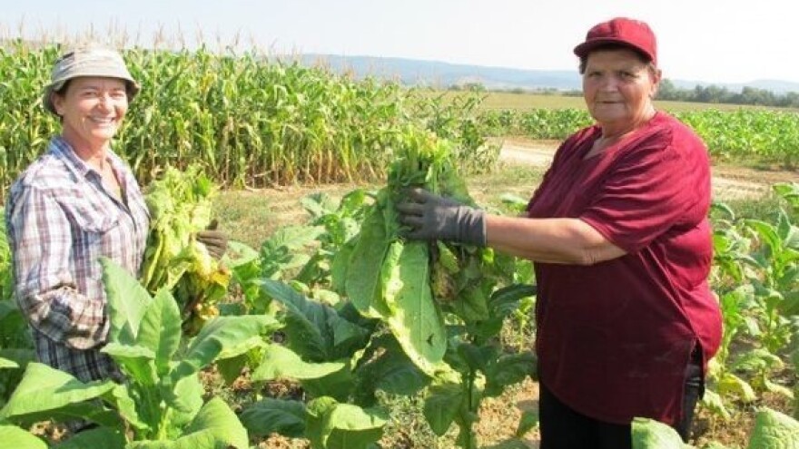 Edukacija proizvođača duhana o solarnim sušnicama