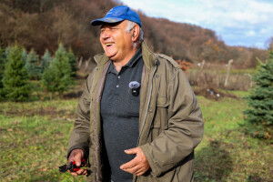 Božićna drvca Đure Japarića: Jele najduže zadrže iglice, a najmirisnija je srebrna smreka