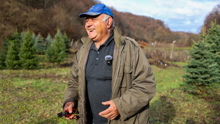 Božićna drvca Đure Japarića: Jele najduže zadrže iglice, a najmirisnija je srebrna smreka