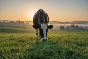 Dukat predstavio prvo hrvatsko mlijeko iz ekološkog uzgoja