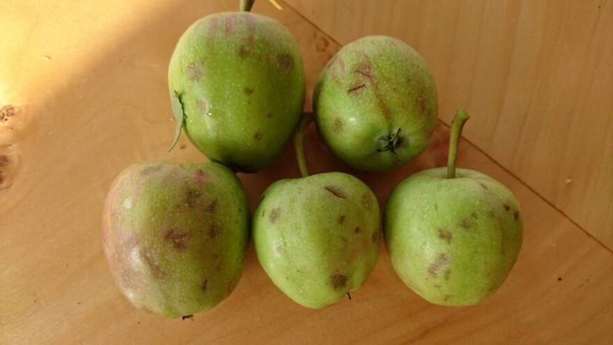 Led uništio jabuke, šteta i do 50 posto