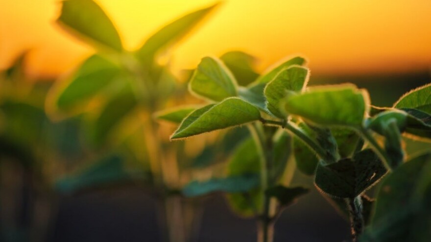 Dunav soja - prilika za hrvatsku poljoprivredu