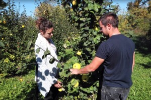 Mladi su poljoprivrednici, a imaju najveći nasad dunje u Hrvatskoj