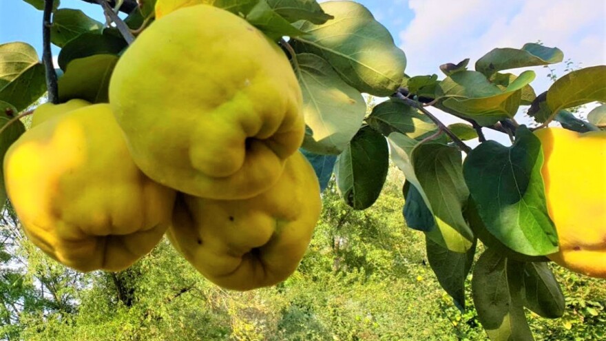 Određivanje optimalnog vremena berbe dunje i kako je skladištiti?