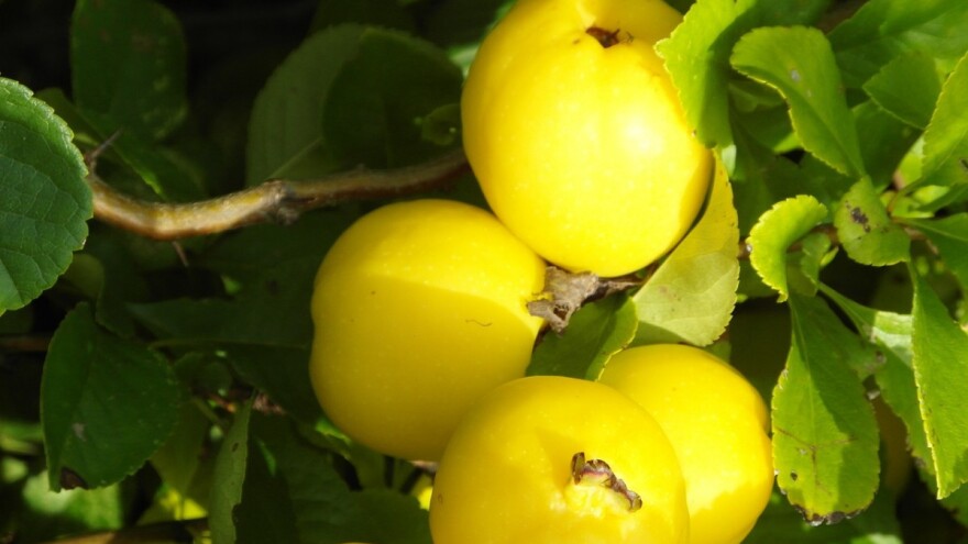 Sekulić: Bugarske sorte dunje otpornije od domaćih