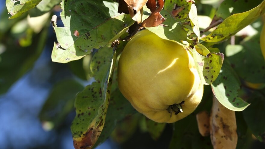 Kvalitet dunje odličan i ove godine