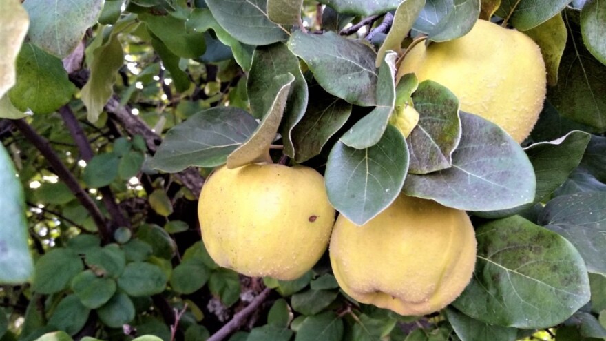 Neizvesna godina za dunju, problem - ervinija