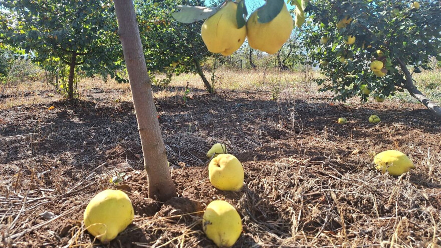 Dunja najveći probirač zemljišta među voćem - kakvo traži?