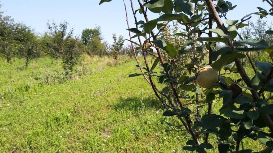 Kad ispečete rakiju - spremite se za jesenju i zimsku zaštitu dunje