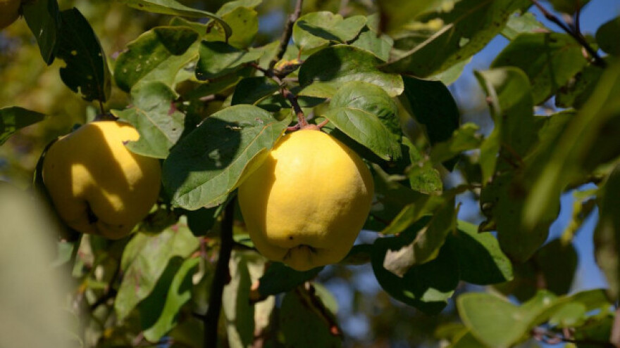 Plamenjača preti zasadima dunja u Srbiji!