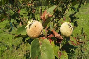 Bakterije ekološki, a pouzdano štite dunju