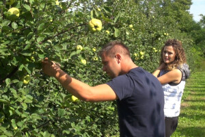 Dunja otporna na bolesti i štetnike, a prinos odličan!