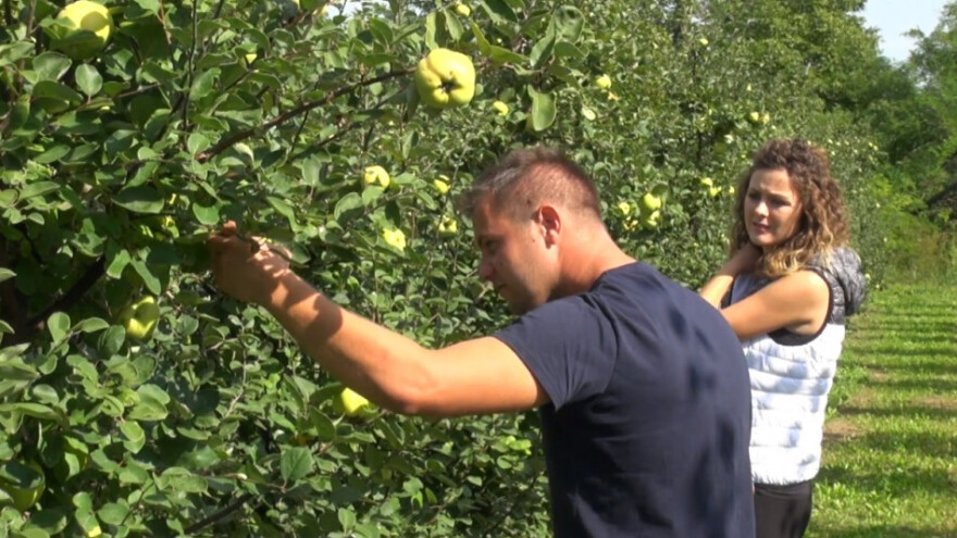 Dunja otporna na bolesti i štetnike, a prinos odličan!