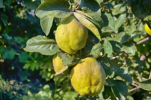 Kako pripremiti zemljište za sadnju dunje i odabrati dobre sadnice?