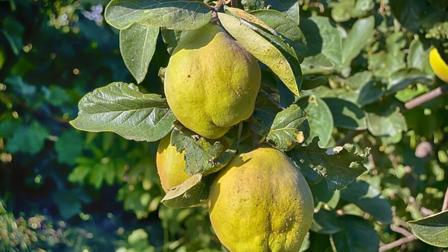 Kako pripremiti zemljište za sadnju dunje i odabrati dobre sadnice?