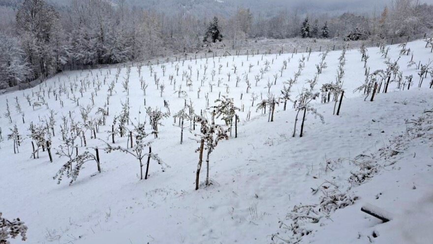 Kada obaviti rezidbu dunje i kako spriječiti bolesti?