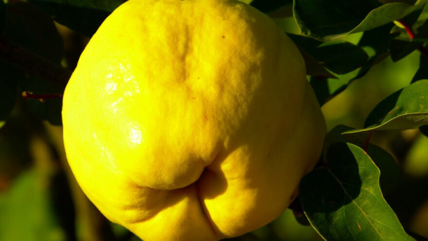 Berba dunja ovisi od namjene