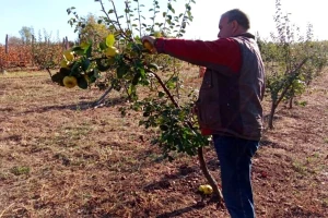 Kvalitet dunje dobar, prinosi manji - proizvođači nezadovoljni cenom od 45 do 50 din/kg