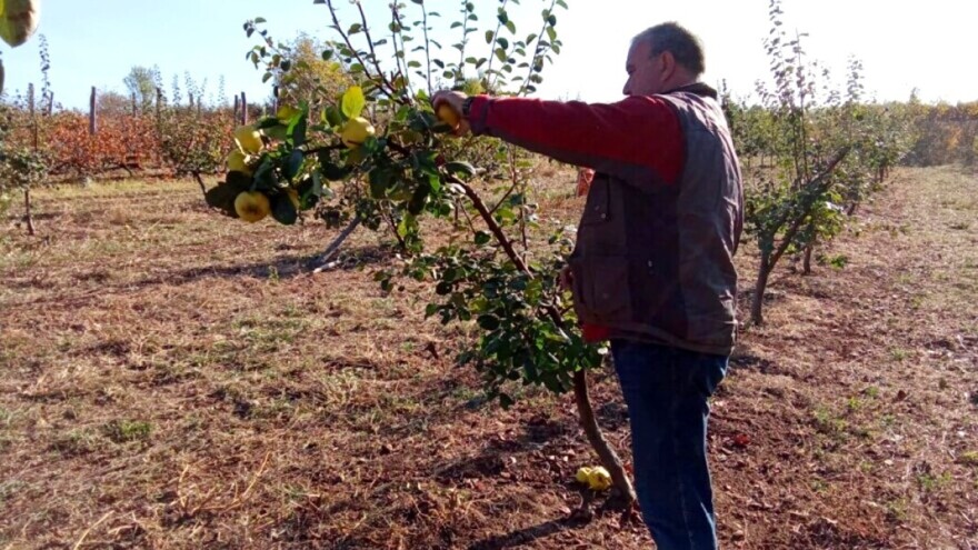 Kvalitet dunje dobar, prinosi manji - proizvođači nezadovoljni cenom od 45 do 50 din/kg