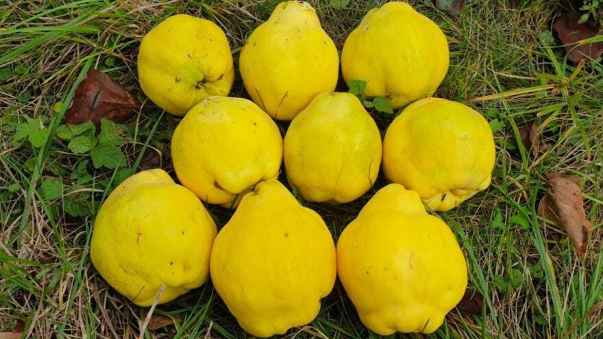 Dunja: Investicija koja može biti i prilika i opasnost?